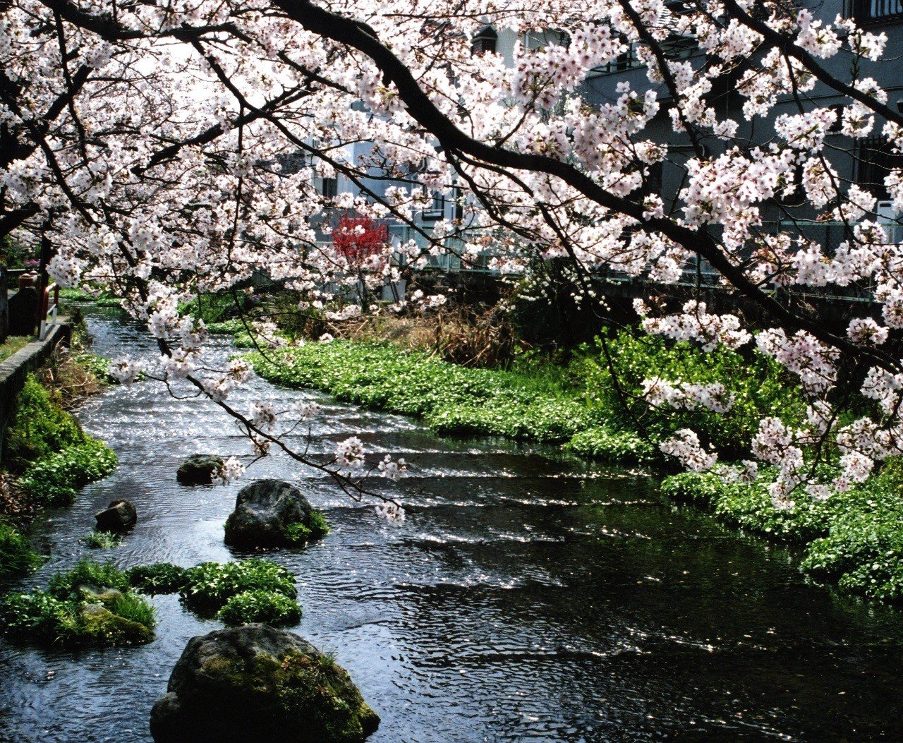 🏞️ 미시마 시립공원 라쿠주엔 이미지 7